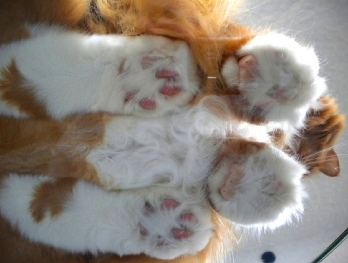 ginger cat meowingtons
