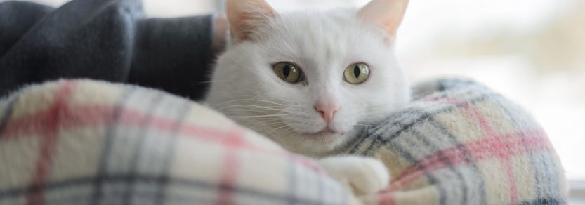 Nová kočka v domácnosti? Přečtěte si, jak pomoci nově adoptované kočce cítit se doma příjemně. 44 - pro milovníky koček
