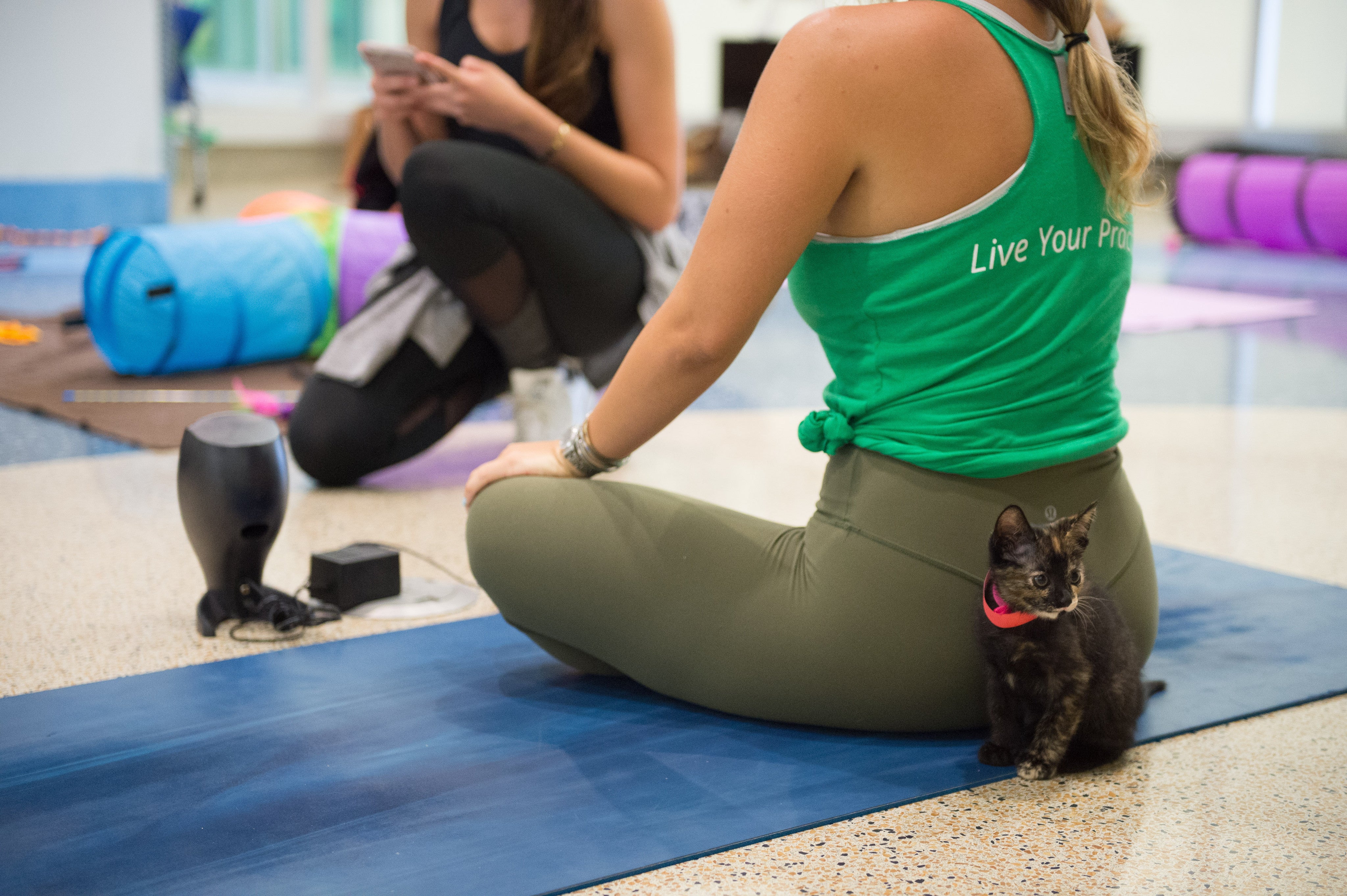 Kitten Yoga is the Newest Exercise Trend – Meowingtons