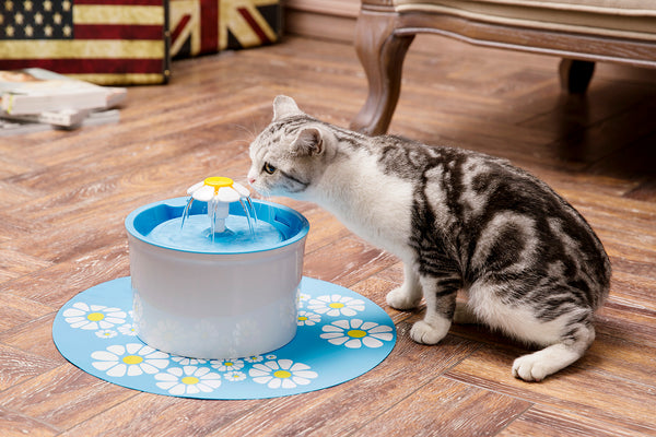 cat not drinking from fountain