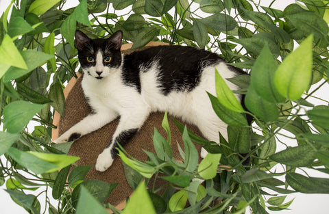cat tree with leaves cat tree house cat haven luxury cat tree