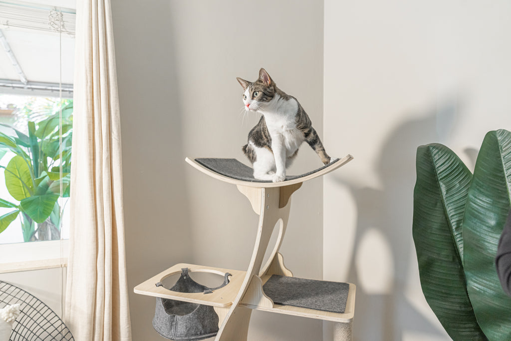 Cat Condo The Jungle Gym Cat Tree Meowingtons