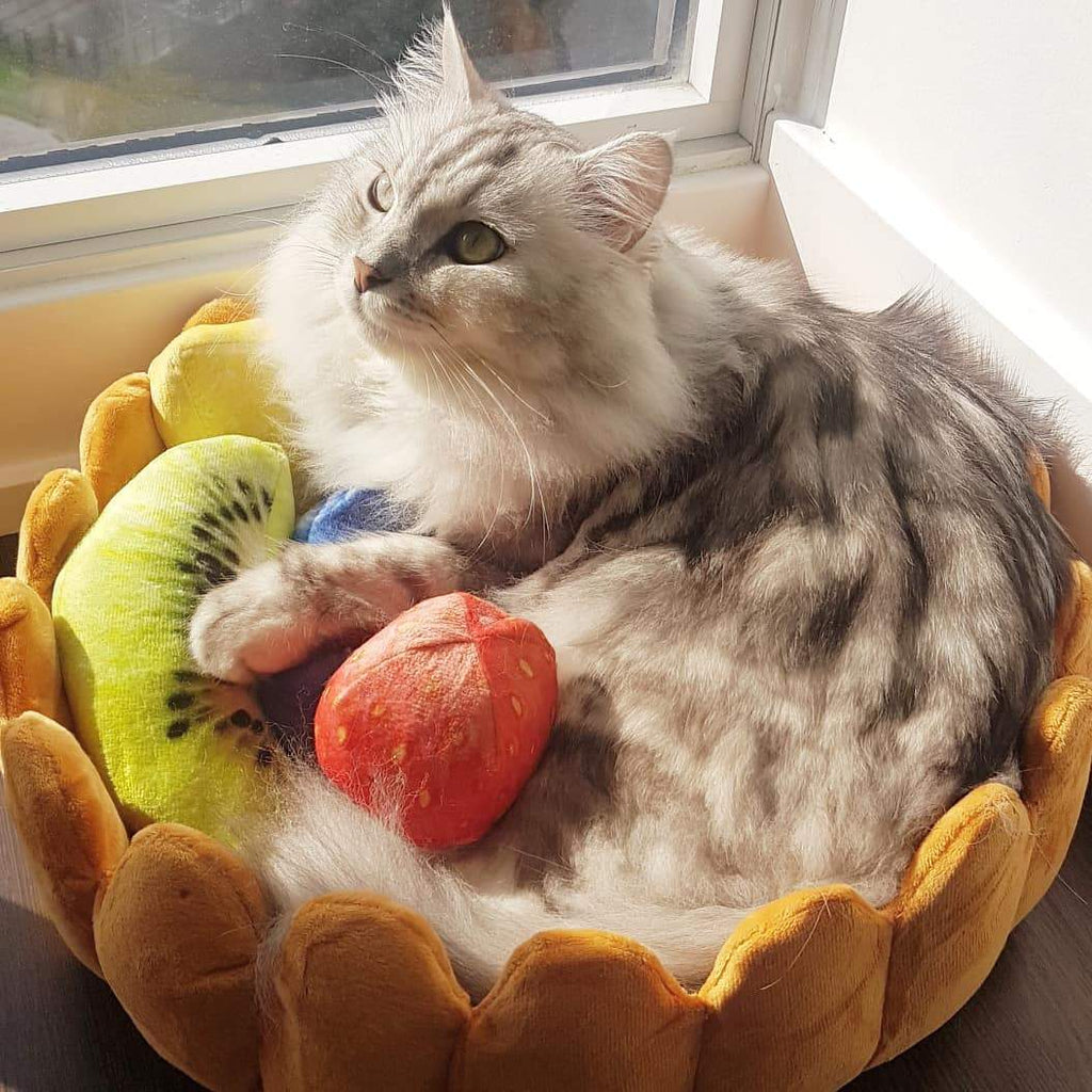 Cutest Cat Bed Ever: The Fruit Tart Cat Bed - Meowingtons