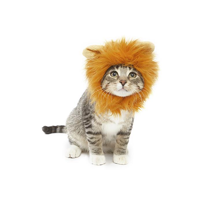 lion cat