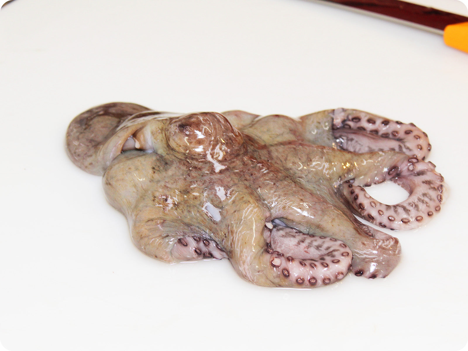 limoen Prehistorisch begroting Whole Pacific Octopus by the pound – Big Alaska Seafood