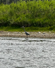 blue heron on red deer river shoreline