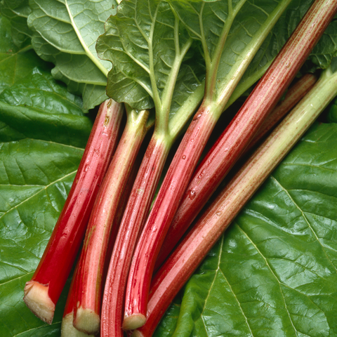 rhubarb stalks