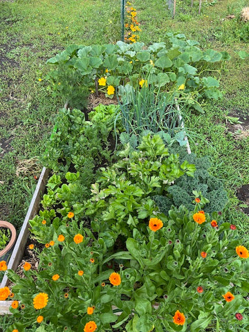 garden with calendula