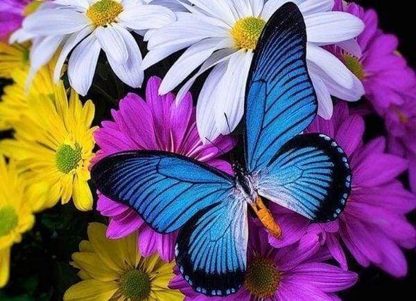 Download Diamond Painting Blue Butterfly And Flowers Usa Figuredart