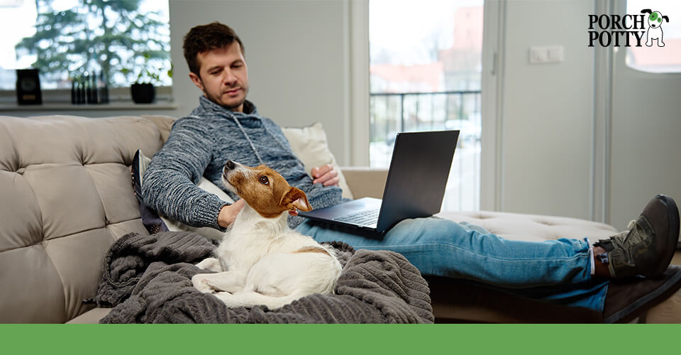 A Jack Russell sits on a couch with her owner, who is looking at a laptop