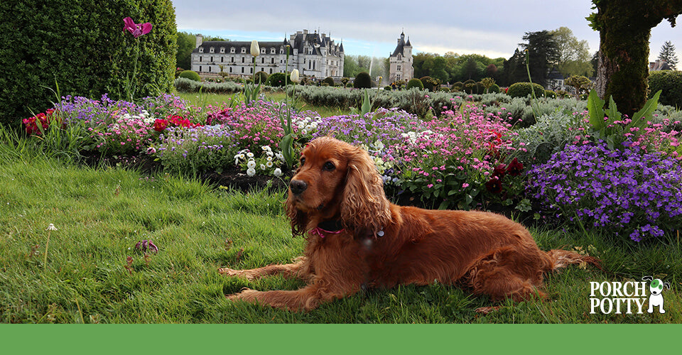 A bright copper-coloured Cocker Spaniel lays down in a garden next to flower beds