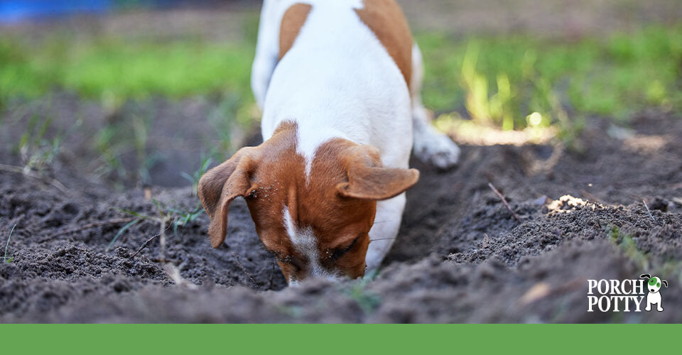 A white and tan Beagle puppy digs in a garden