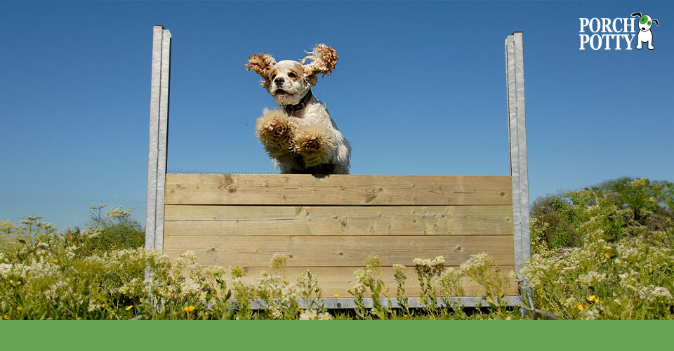 A Cocker Spaniel pup leaps over a homemade hurdle