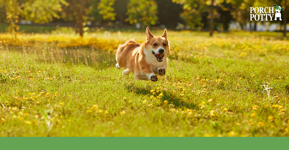 A Corgi puppy runs across a vibrant grassy garden