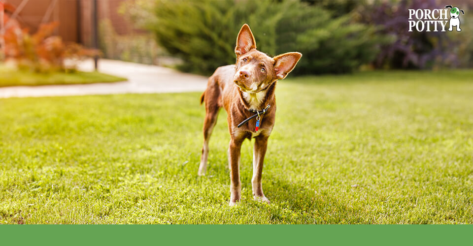 A dog stands in a garden, head tilted in confusion