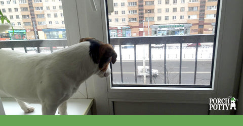 A Jack Russell Terrier looks out the window of a flat