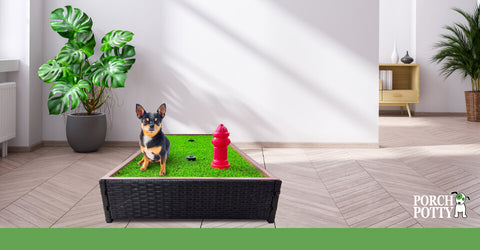 A black puppy sits on a Porch Potty