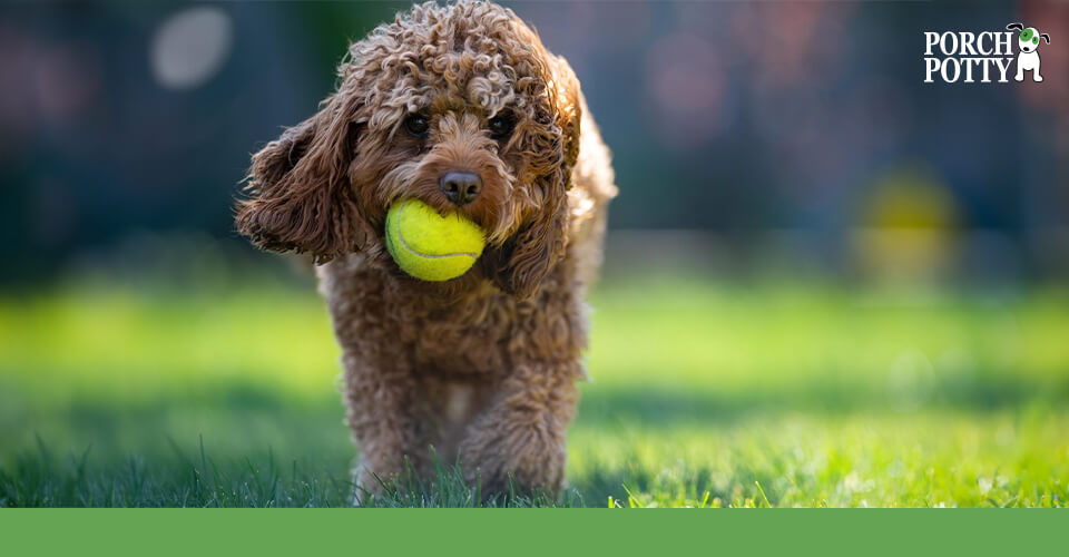 A curly fluffy puppy has a bright tennis ball in his mouth