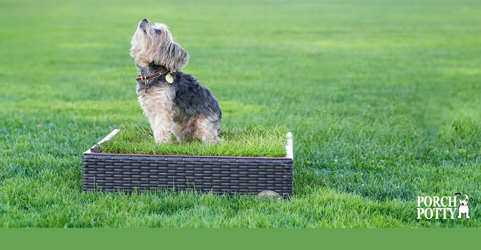 A Yorkshire Terrier sits on a Porch Potty Small