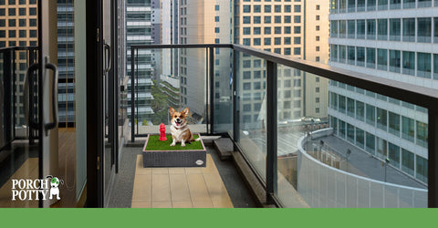 A Corgi sits on a Small Porch Potty situated on a balcony