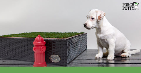 A white puppy looks at a Small Porch Potty