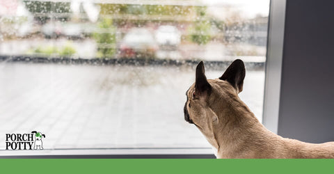 A pug puppy looks out of a window at the rain