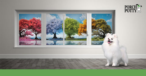 A white Pomeranian puppy stands before a window that shows trees throughout all four seasons