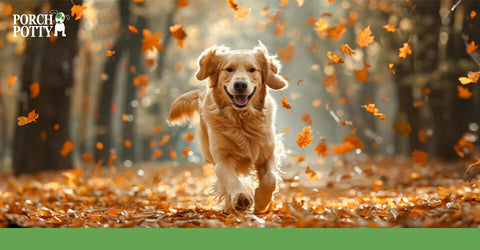 A Golden Retriever runs through a field of autumn leaves