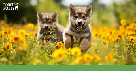 Two Husky puppies run through a field of wildflowers