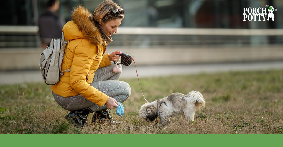 A dog owner crouches down to play with her Shih Tzu puppy