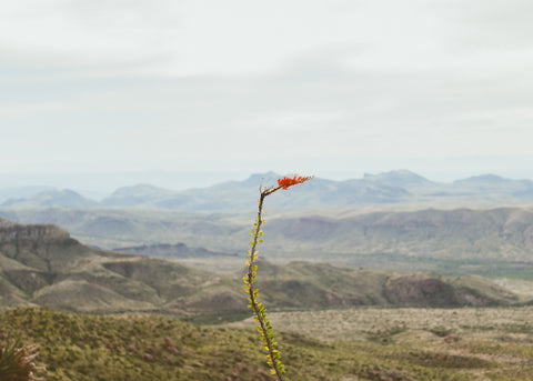 An ocotillo bloom in Big Bend National Park