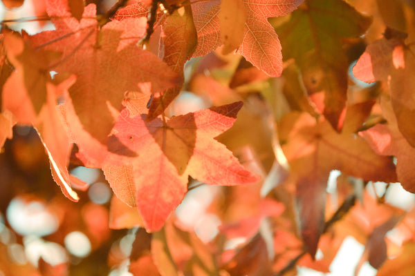 maple leaves in fall shades of golden orange