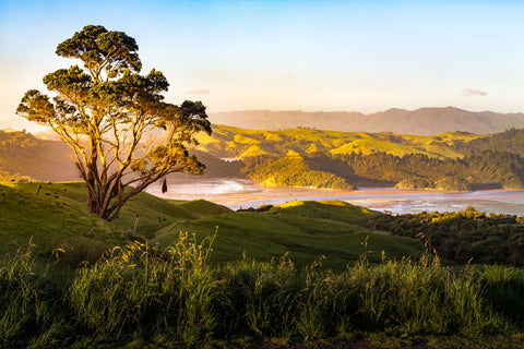 walks coromandel