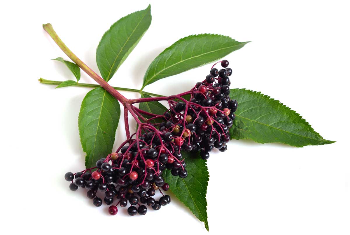 ELDERBERRY