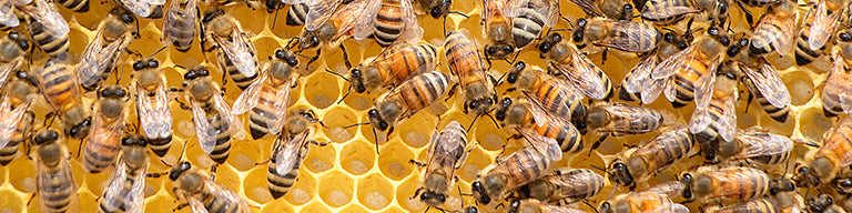 Healing Bees Natural Skincare - Honeycomb