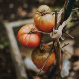 estratto biotecnologico di pomodoro