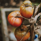 estratto biotecnologico di pomodoro