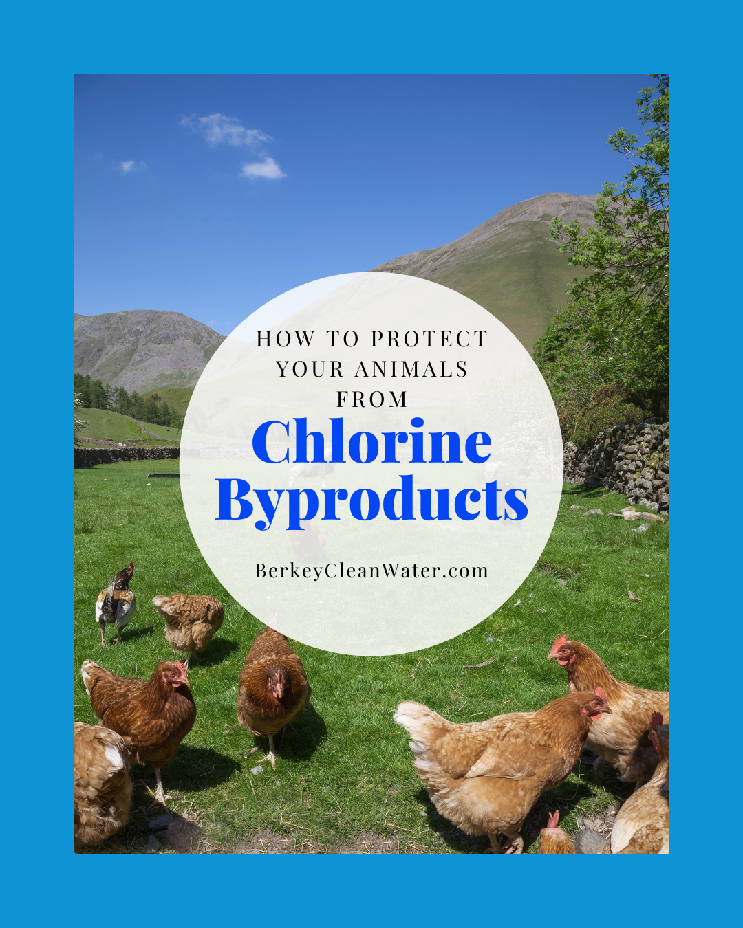Chlorine Byproducts and Protecting Your Animals