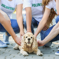Dog humanitarian volunteers with a cocker spaniel