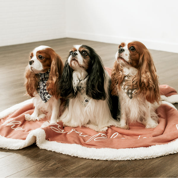Cavalier King Charles Spaniels sitting on a pink dog blanket reading the doggy snuggle is real.
