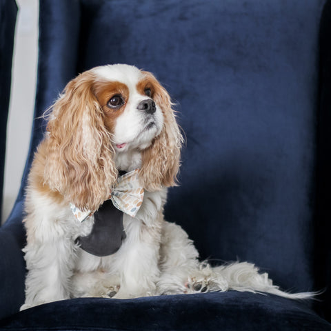 Mountain Stone Reversible Dog Harness + Arctic Sky Dog Bow Tie modeled by Cavalier King Charles Spaniel