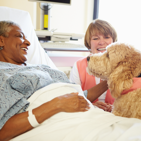 Therapy dog visiting woman in hospital