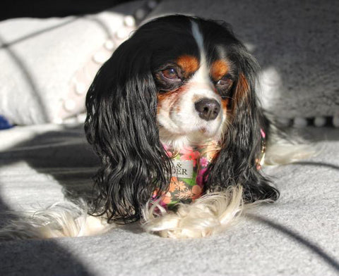 Izzy the Cavalier King Charles Spaniel basking in the sun.