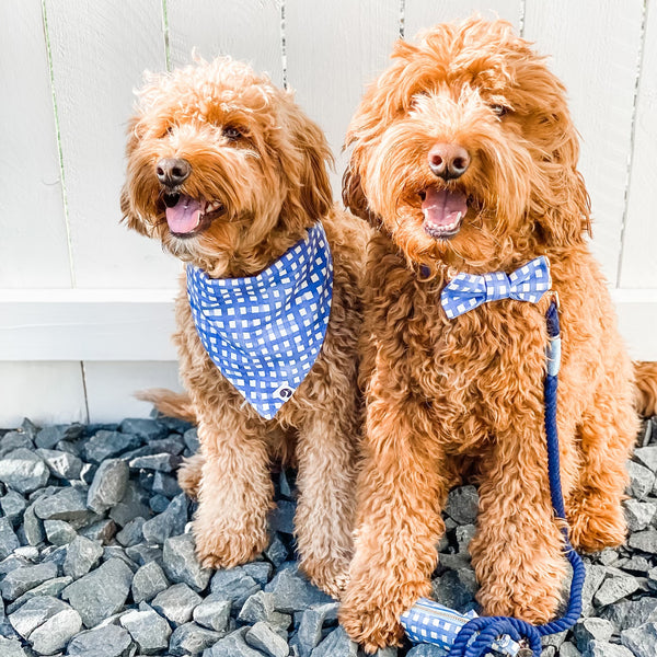Two doodles wearing coordinating Navy Watercolor Plaid Dog Accessories.