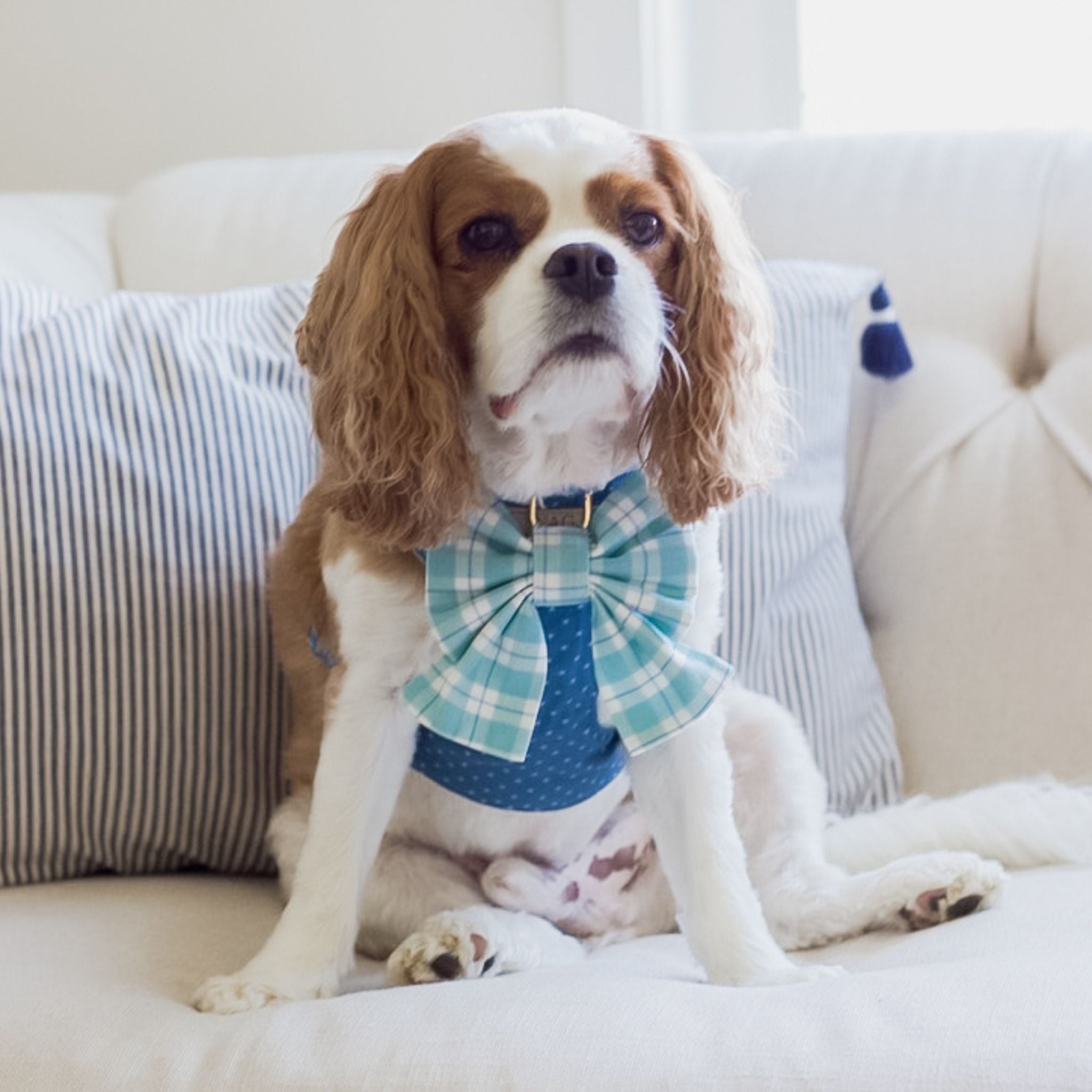 Cavalier King Charles Spaniel wearing a plaid dog harness and sailor bow