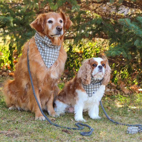 Mountain Stone Dog Bandanas with Stone Rope Dog Leashes & Waste Bag Holders modeled by Golden Retriever and Cavalier King Charles Spaniel