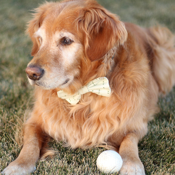 Golden Retriever wearing a dog bow tie and laying in the grass with a ball