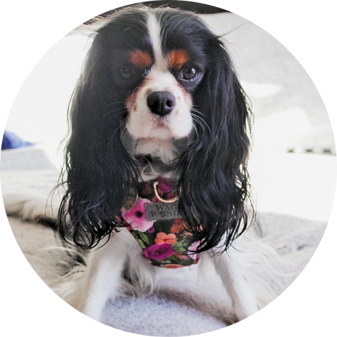 Izzy the Cavalier King Charles Spaniel in Mulberry Bouquet Reversible Dog Harness