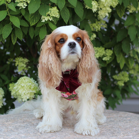 Mulberry Bouquet Reversible Dog Harness + Velvet Mulberry Sailor Dog Bow on a Cavalier King Charles Spaniel