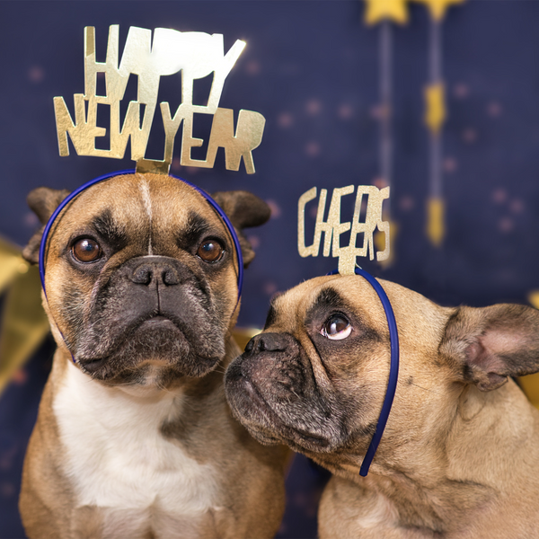 New Year Dogs celebrating